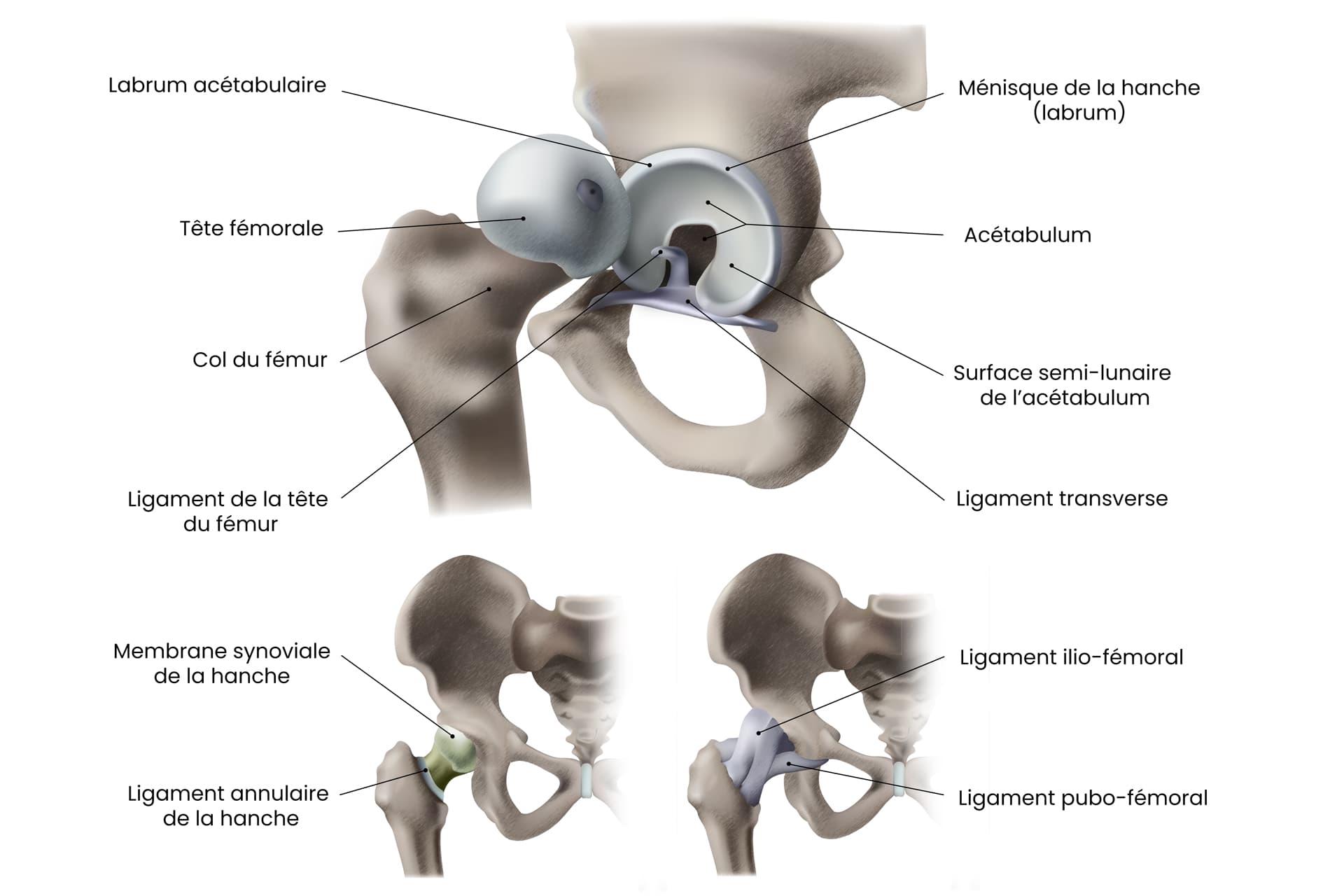 Anatomie de la hanche