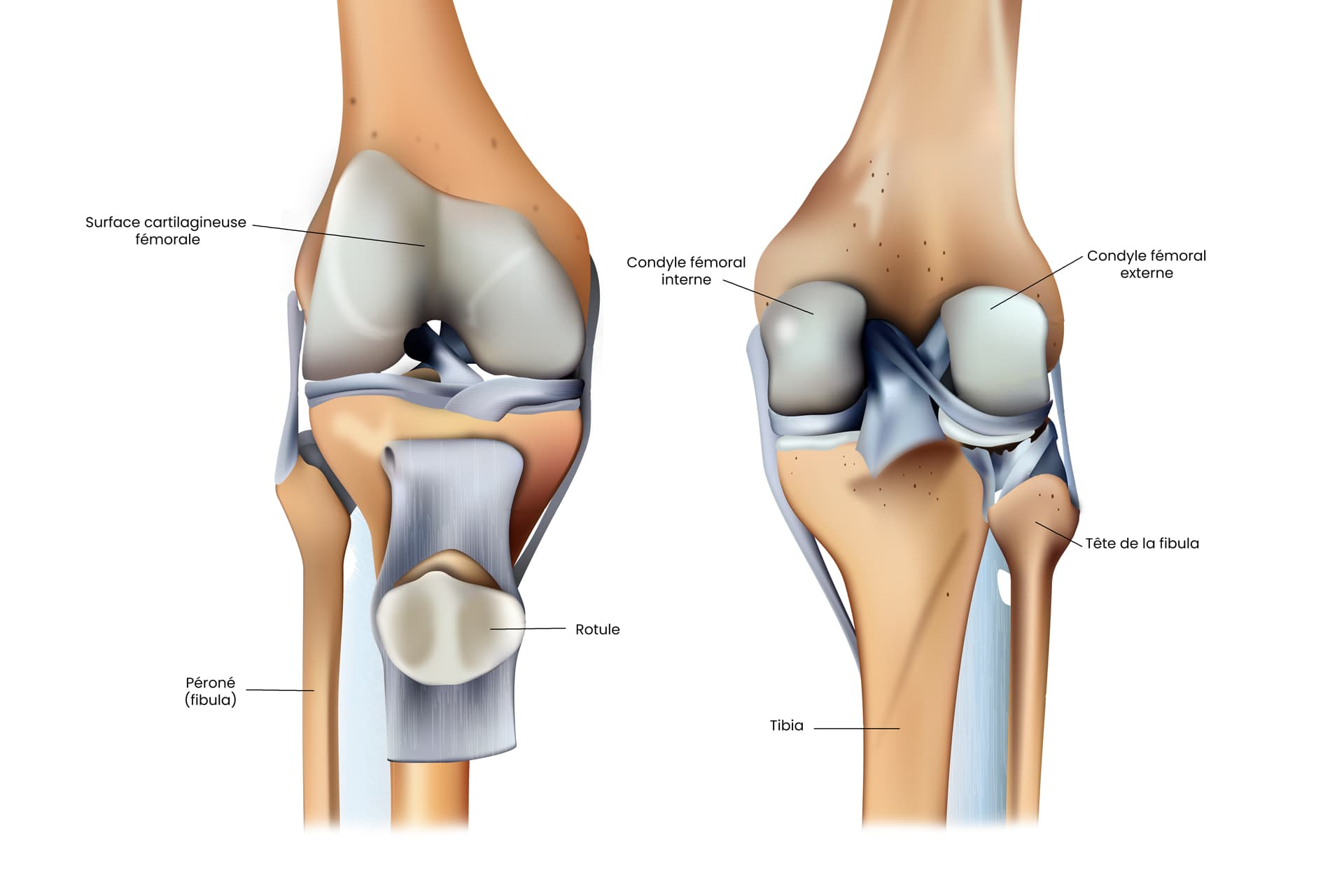 Anatomie du genou
