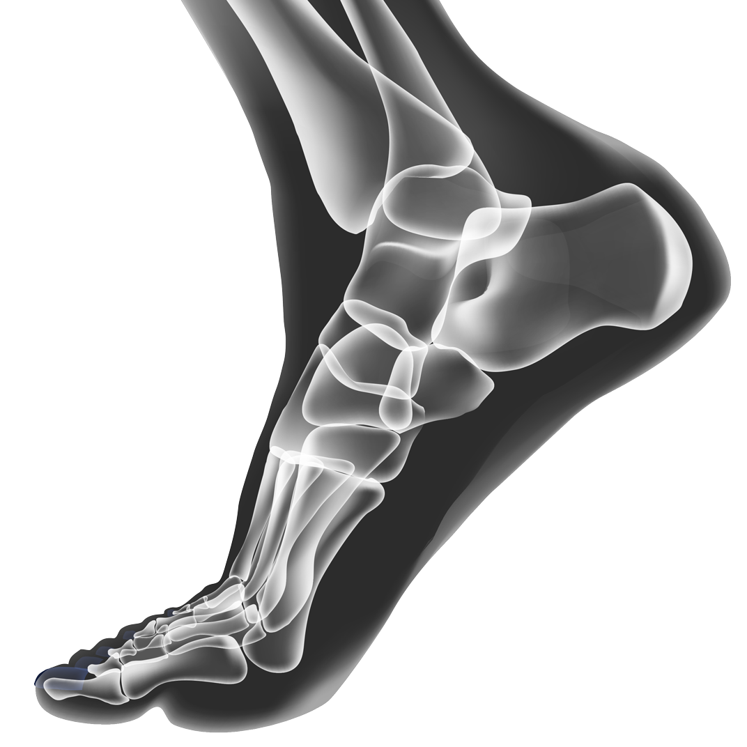 Anatomie du pied et de la cheville