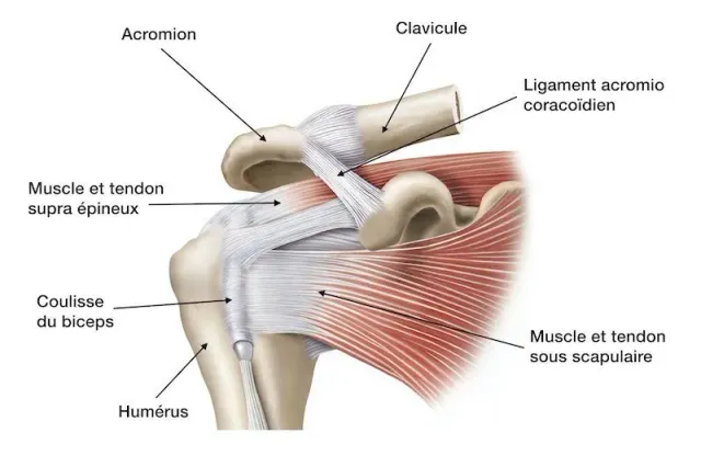 Anatomie de l'épaule